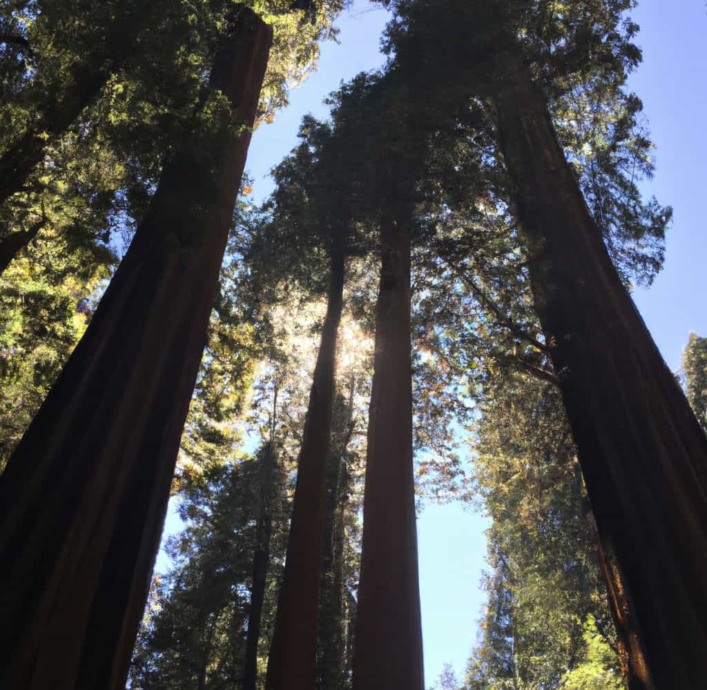 Assicurazione medica per turisti negli USA: la soluzione ideale per goderti la vacanza senza preoccupazioni anche nel parco delle sequoie.
